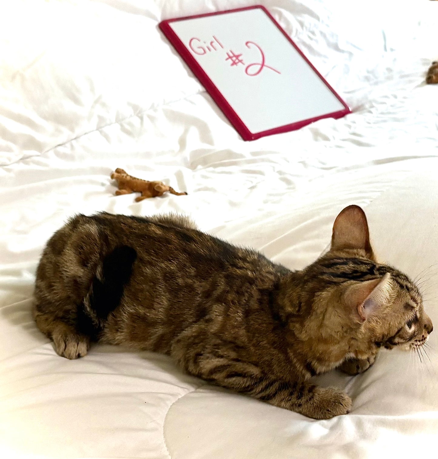 Girl Golden Brown Rosetted Bengal Kitten