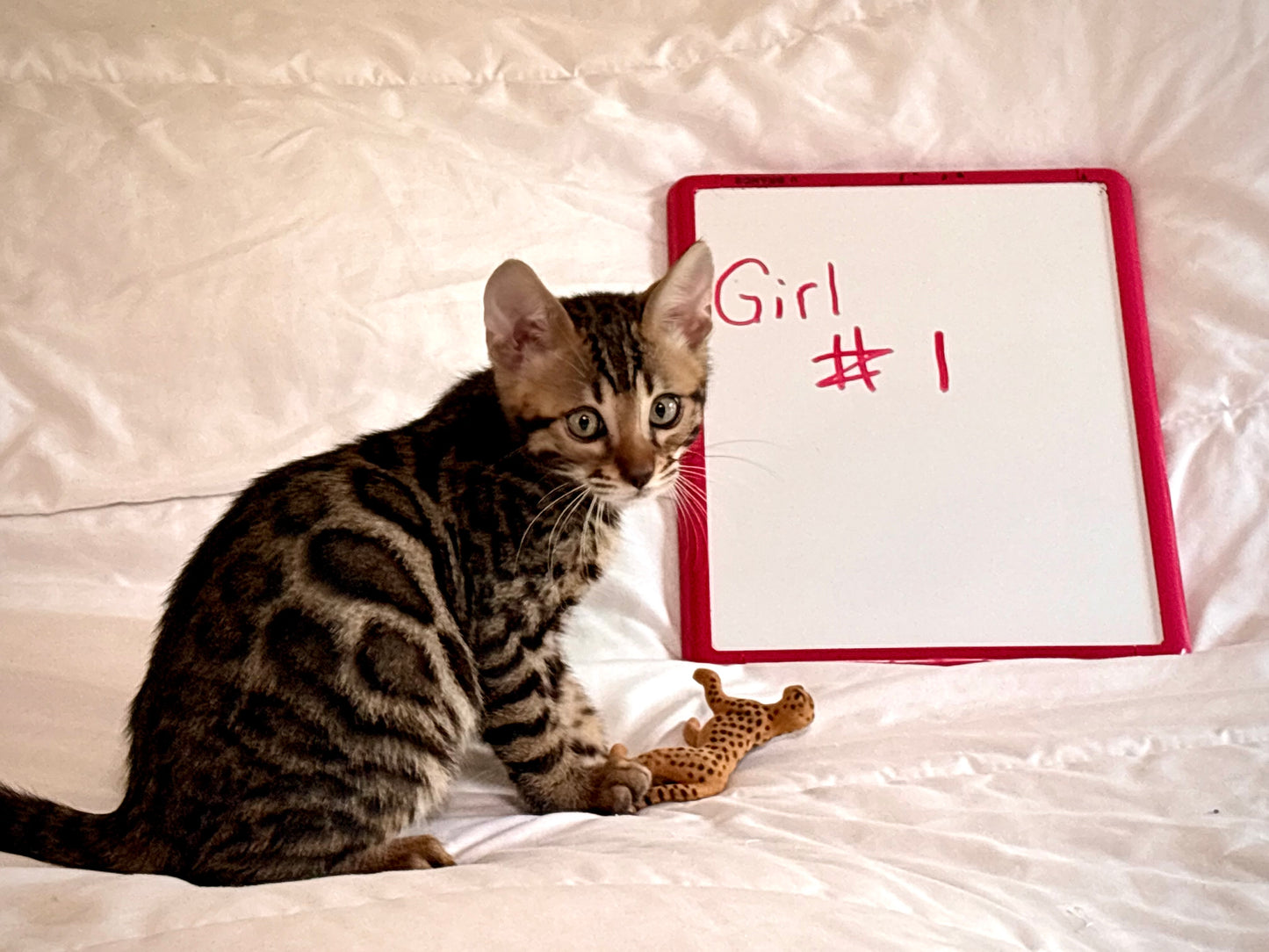 Brown Rosetted Girl 2nd Gen Bengal Kitten