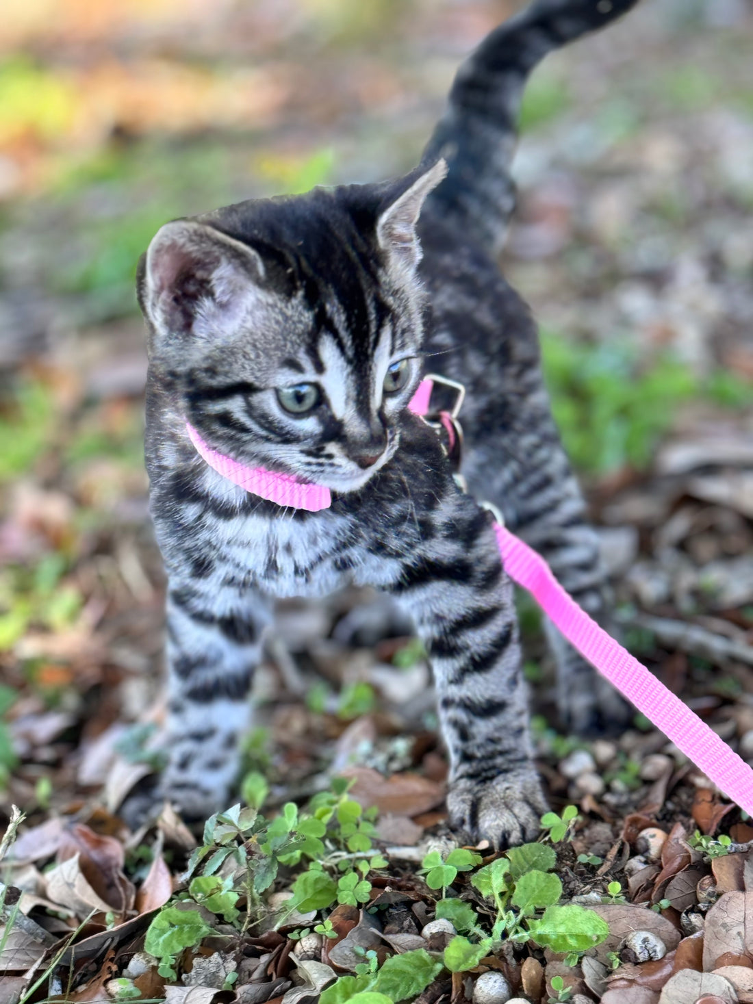 We have Newborn Baby Bengals !