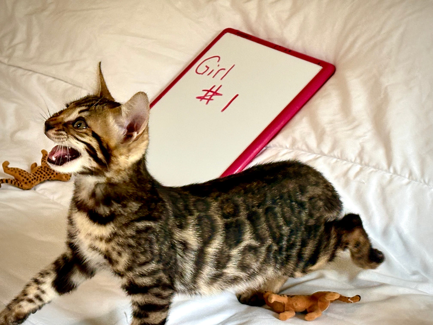 Brown Rosetted Girl 2nd Gen  Bengal Kitten