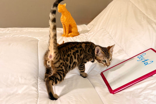 Brown Rosetted Boy Bengal kitten