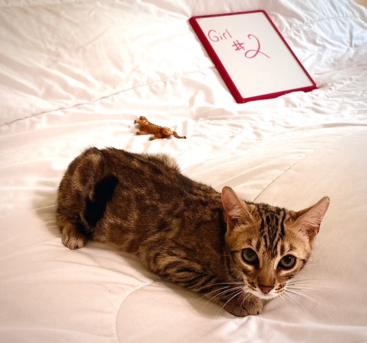 Girl Golden Brown Rosetted Bengal Kitten