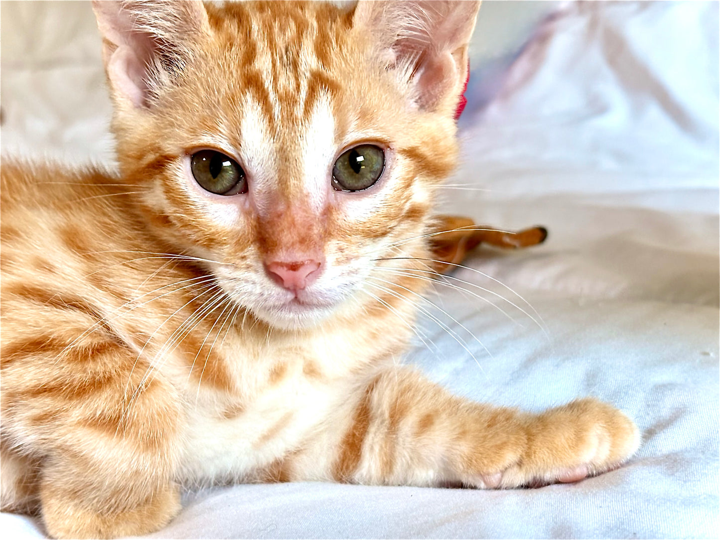 Boy Exotic and Rare Red Sorrel  Bengal  Kitten