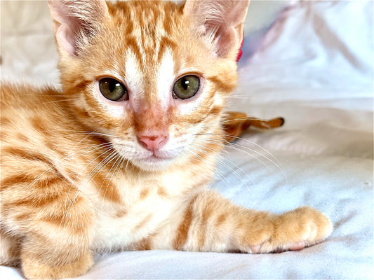 Boy Exotic and Rare Red Sorrel  Bengal  Kitten