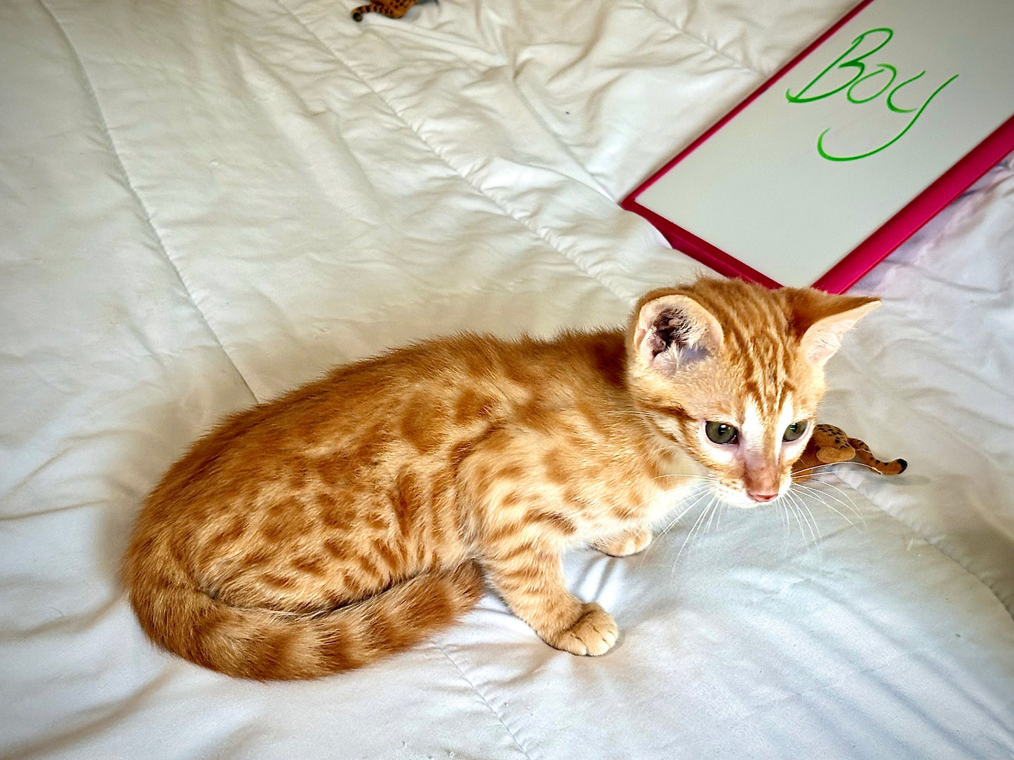 Boy Exotic and Rare Red Sorrel  Bengal  Kitten