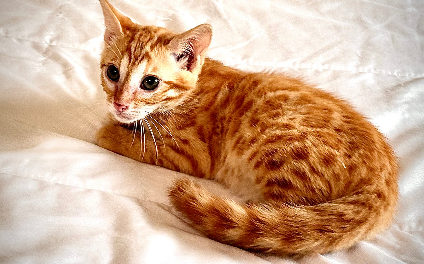 Boy Exotic and Rare Red Sorrel  Bengal  Kitten