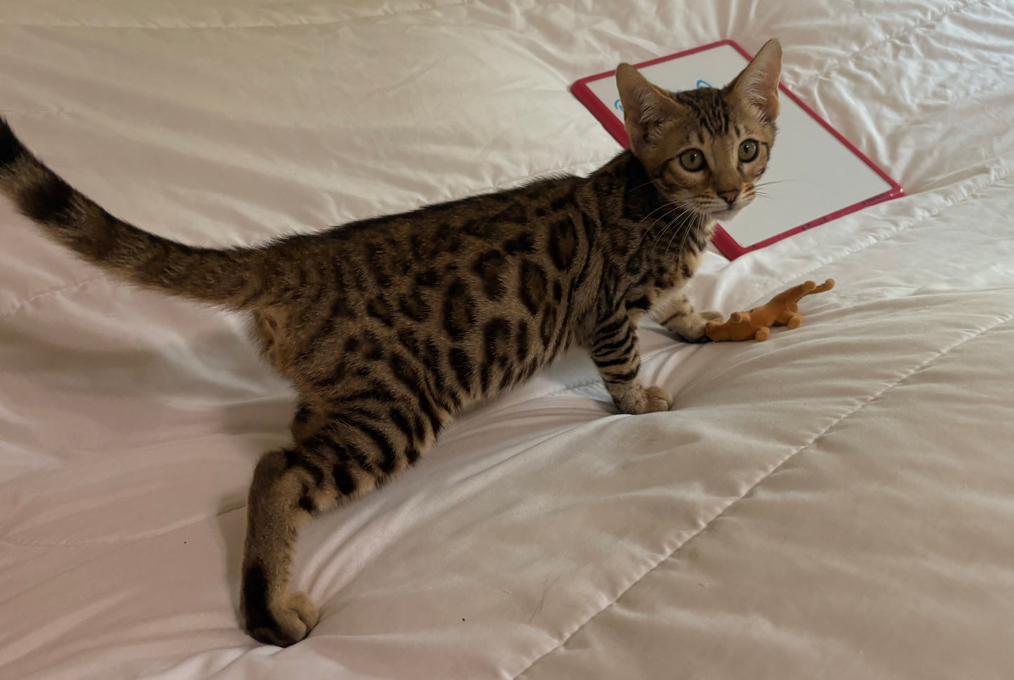 Brown Rosetted Boy Bengal kitten