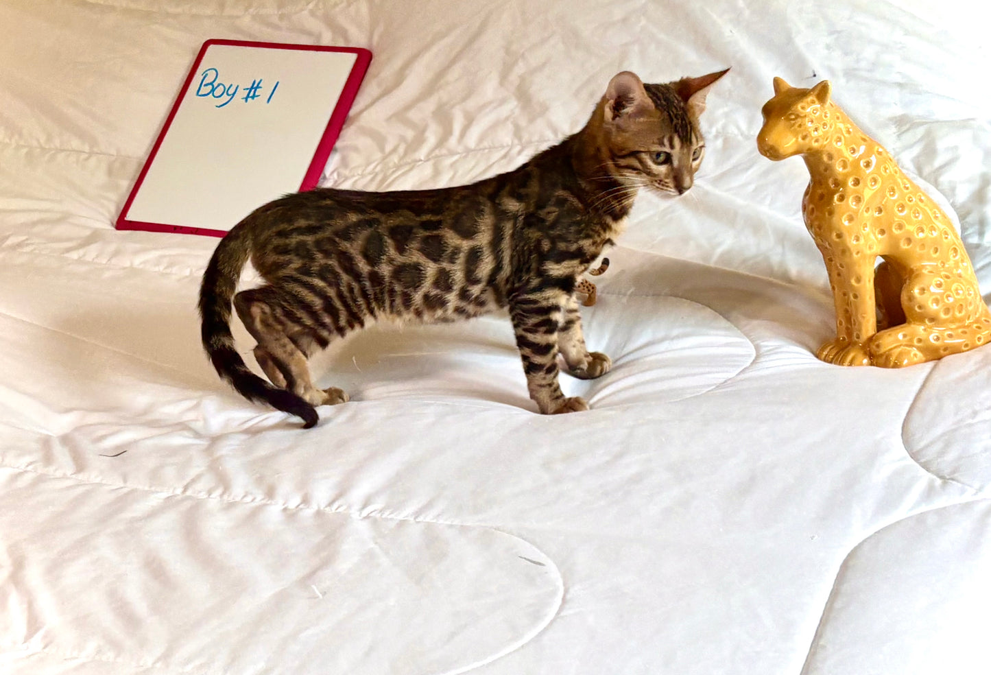 Brown Rosetted Boy Bengal Kitten